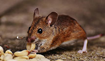 24 Hour & Emergency Exterminators in Burton, MI